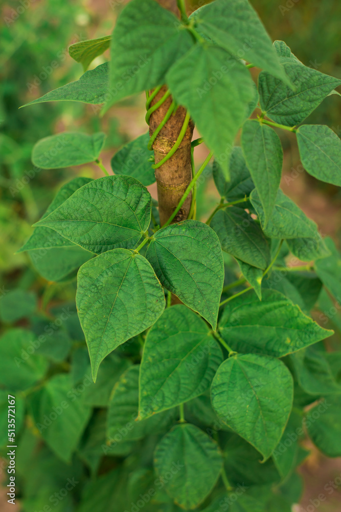 Obraz premium snails, young shoots beans in the garden