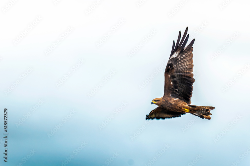 Fototapeta premium eagle in flight
