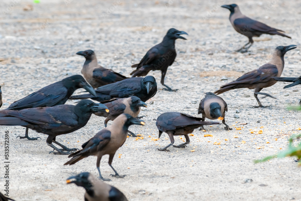 Fototapeta premium group of domestic and long tail crow birds enjoying the food