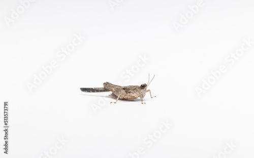 small grasshopper in white background stock photo © Prosun