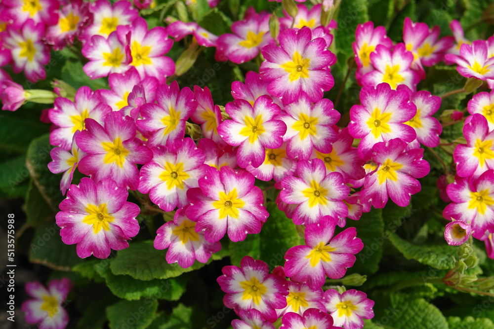 Pink primrose (Primula elatior) of the 'SuperNova Rose Bicolor' variety in the garden, close-up, top view Pink primrose (Primula elatior) of the 'SuperNova Rose Bicolor' variety in the garden, close-up, top view