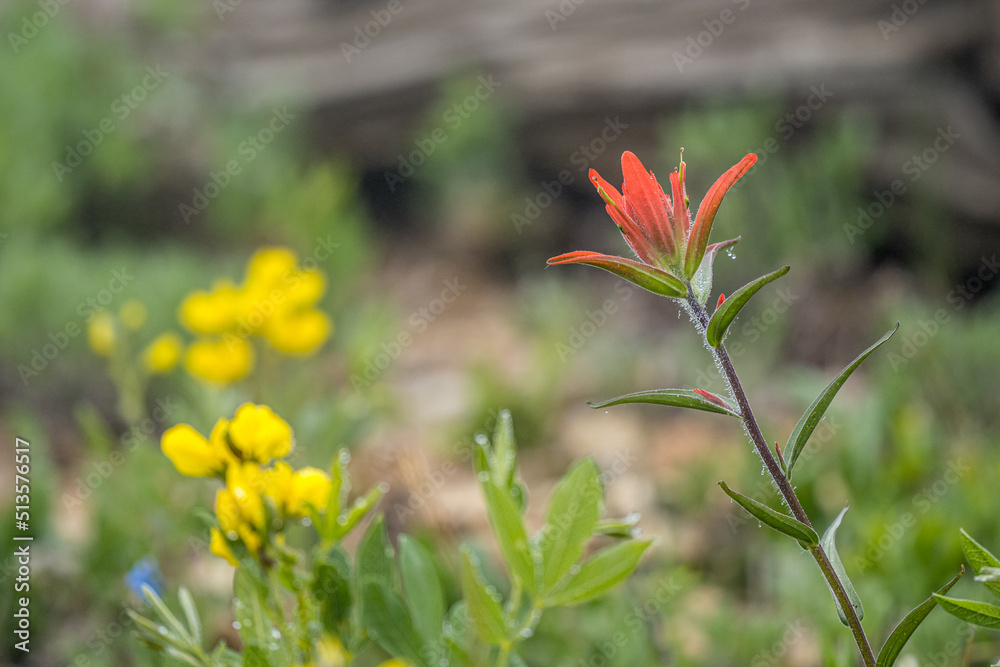 rocky mountain wildflowers