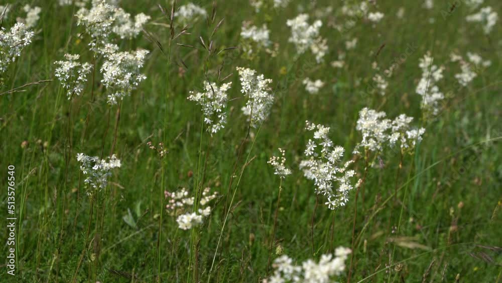 Dropwort in natural environment, field (Filipendula vulgaris) - (4K) Dropwort in natural environment, field (Filipendula vulgaris) - (4K)