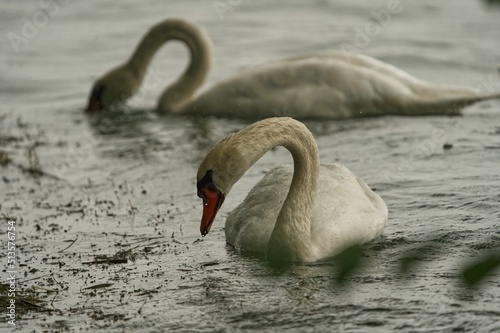 Fotografie, Obraz Closeup shot of dirty swans swimming in a dirty lake