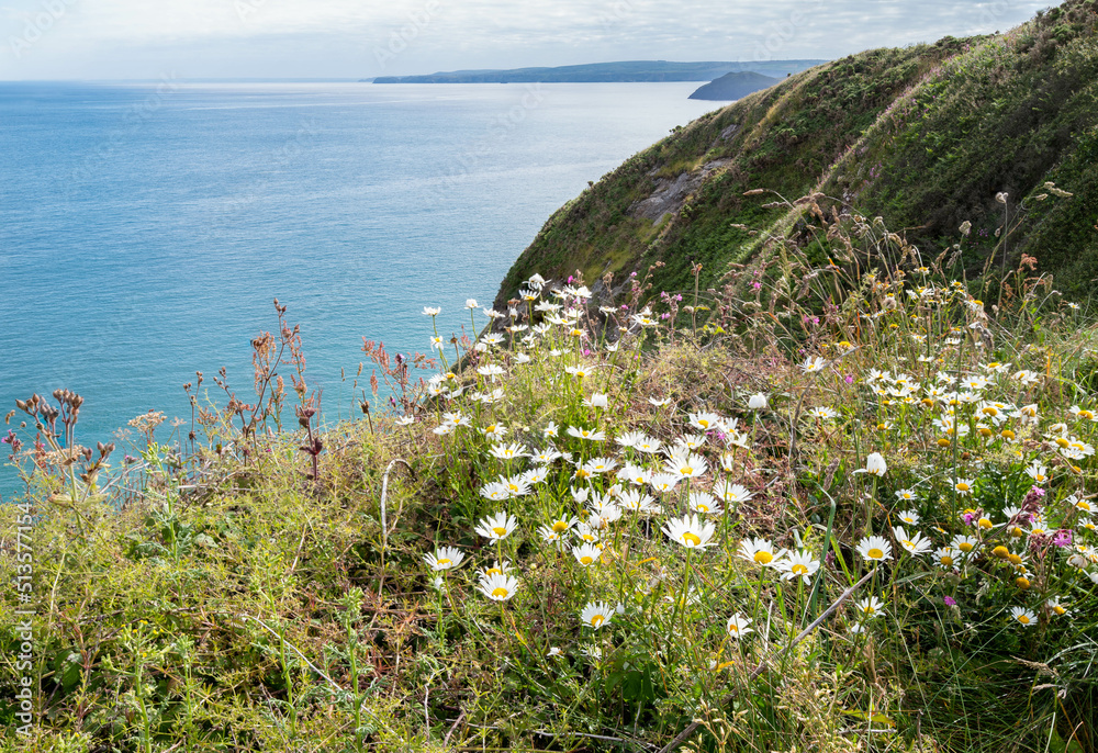 North Cornwall, England UK: Views of the sea from the South-West coastpath between Polzeath and Port Isaac on a sunny spring day.