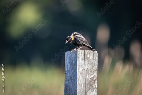 Bobolink bird on a post photo