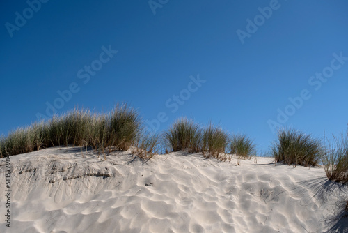 Beachgrass in the sand dunes photo