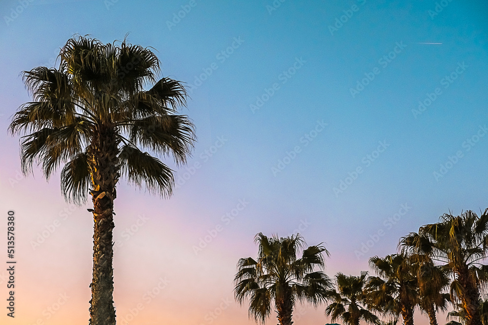 Dark palm trees silhouettes on colorful tropical ocean sunset background