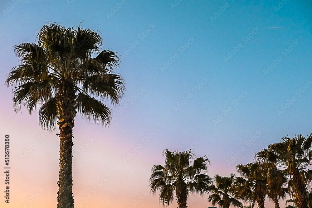 Obraz premium Dark palm trees silhouettes on colorful tropical ocean sunset background