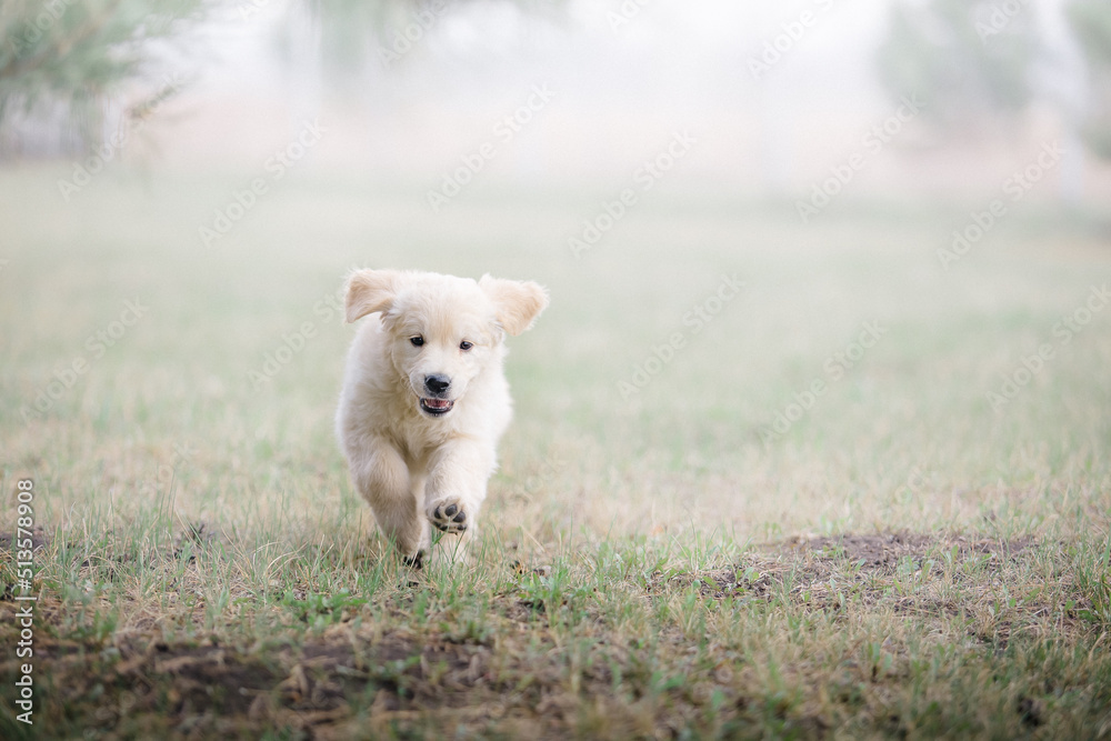 Happy golden retriever puppy running in the park in spring Happy golden retriever puppy running in the park in spring