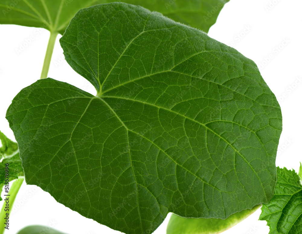 Closeup of a fresh cucumber leaf on a white background. Closeup of a fresh cucumber leaf on a white background.