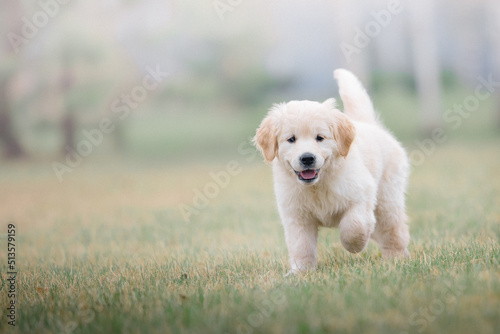 Happy golden retriever puppy running in the park in spring