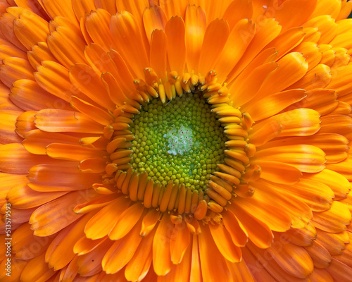 Bright orange marigold flower top view closeup, as a natural background.