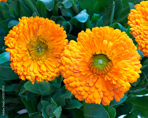Bright orange marigold flowers top view closeup, on green natural background.