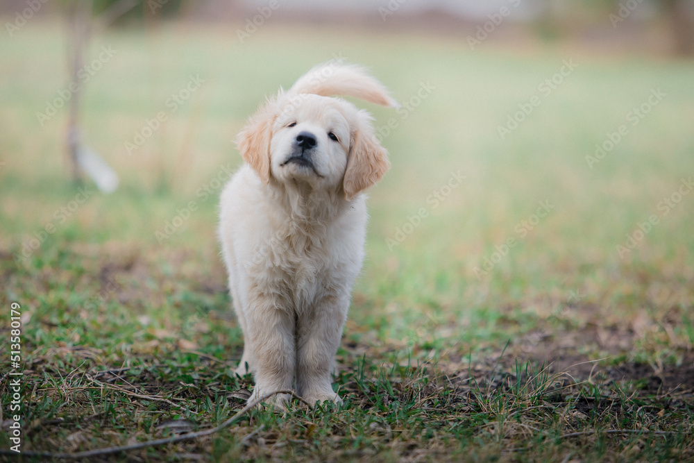 Happy golden retriever puppy running in the park in spring