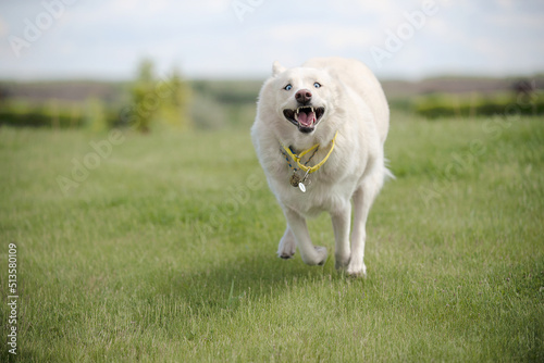 dog's smile