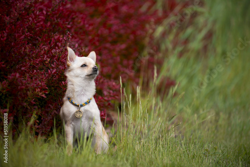 chihuahua with red flowers