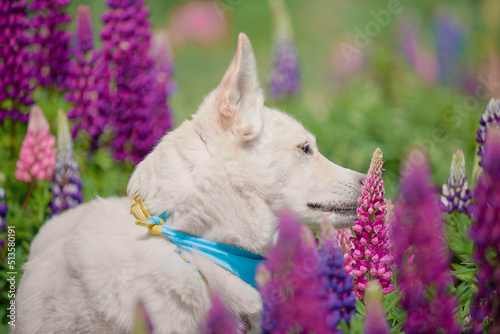 husky in flowers