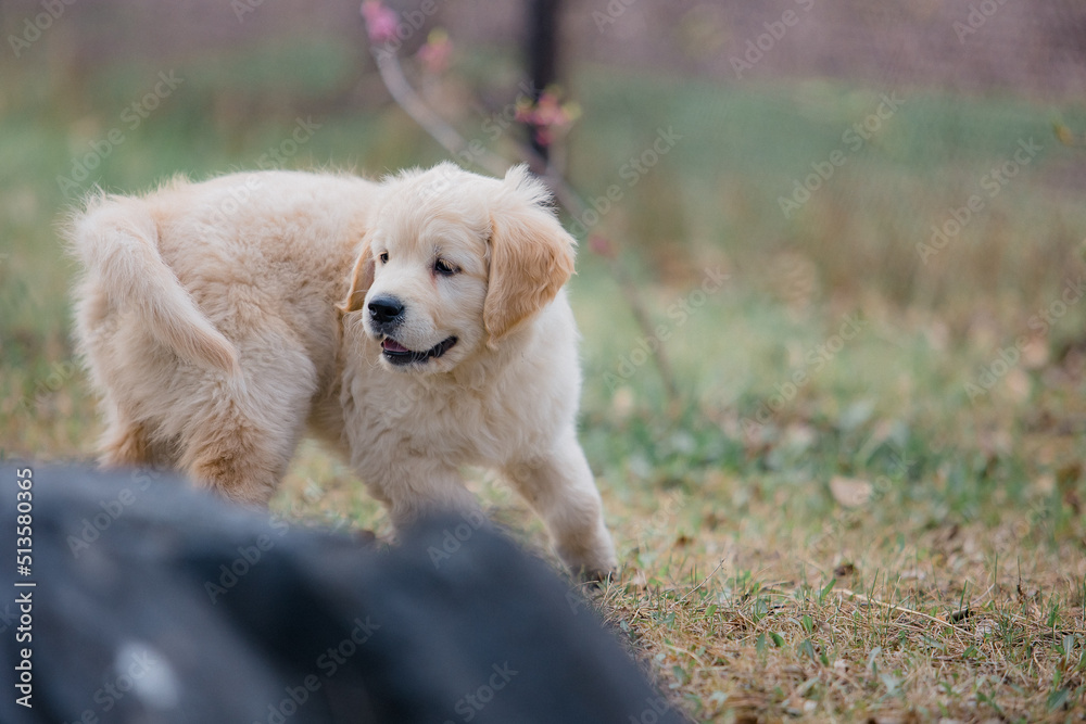 Happy golden retriever puppy running in the park in spring