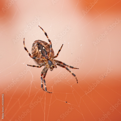 Obraz na plátně Walnut orb weaver spider spinning a web outside with copyspace