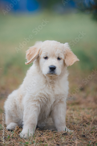Happy golden retriever puppy sitting on the lawn in spring