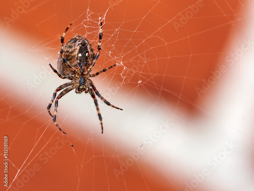 Fotografiet Below view of a hunting spider in a web, isolated against a blurred red brick wall background
