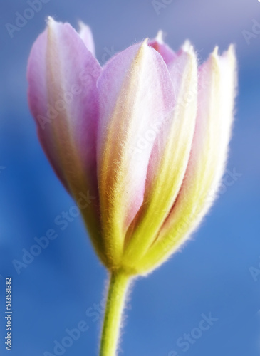 Closeup of a vibrant and pink clematis flower blossoming against a blue background. One delicate, fresh plant growing, blooming and flowering in a remote field and forest or home garden and backyard © SteenoWac/peopleimages.com