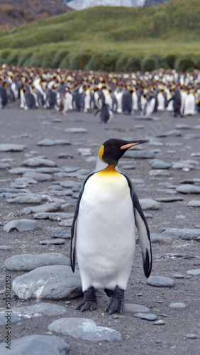 King penguin (Aptenodytes patagonicus) in front of a colony at Gold Harbor, South Georgia Island