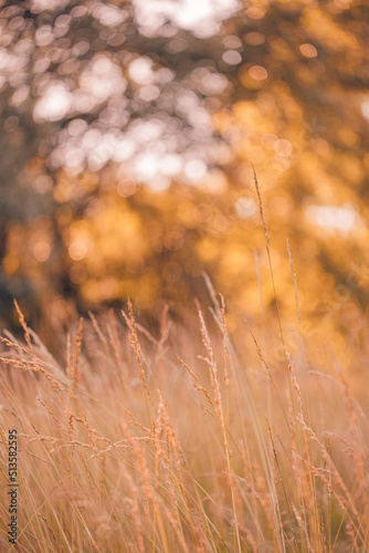 Abstract soft focus sunset field landscape of yellow flowers and grass meadow warm golden hour sunset sunrise time. Tranquil spring summer nature closeup and blurred forest background. Idyllic nature 