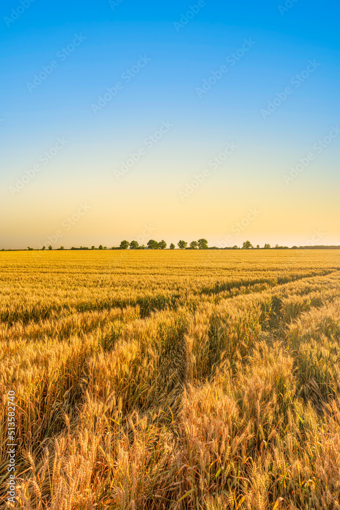 Amazing nature view. Sunset or sunrise on a rye field with golden ears and a dramatic cloudy sky green trees. Beautiful summer landscape. Wheat field panorama with trees at sunset, rural countryside