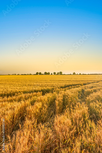 Amazing nature view. Sunset or sunrise on a rye field with golden ears and a dramatic cloudy sky green trees. Beautiful summer landscape. Wheat field panorama with trees at sunset  rural countryside