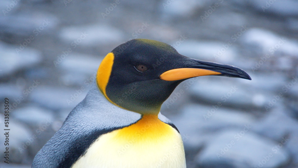 Naklejka premium Close up of a King penguin (Aptenodytes patagonicus) at Gold Harbor, South Georgia Island