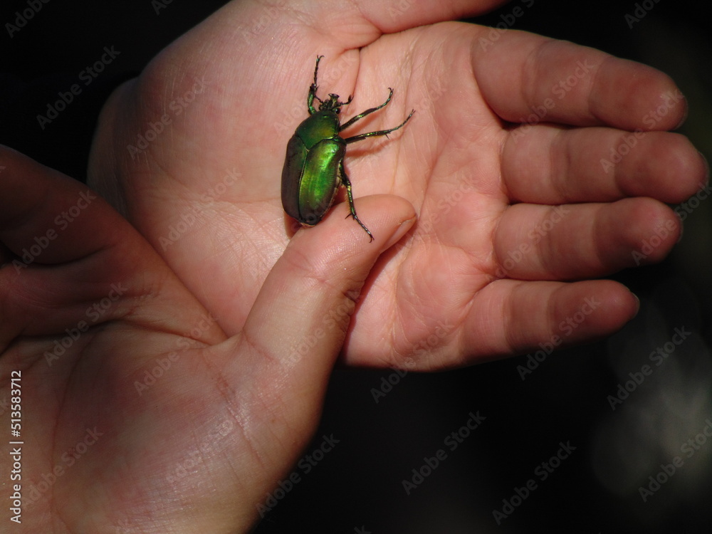 Naklejka premium mayate verde