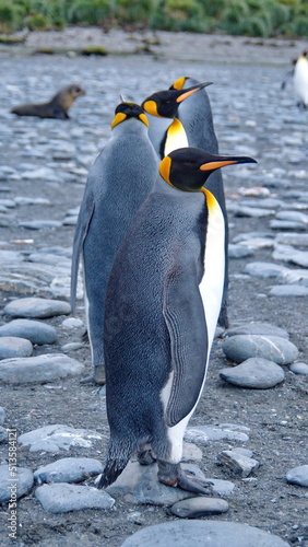 King penguins  Aptenodytes patagonicus  on the beach at Gold Harbor  South Georgia Island