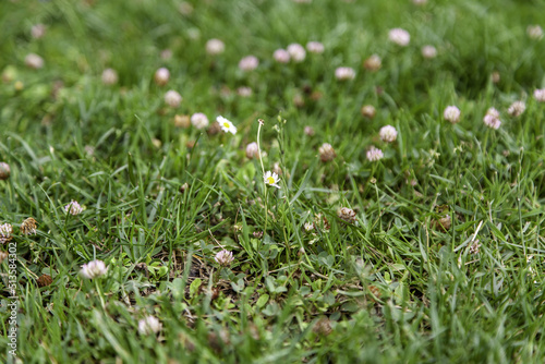 Daisies in field © celiafoto