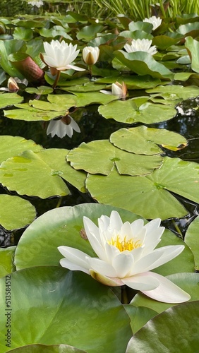 white water lily in pond