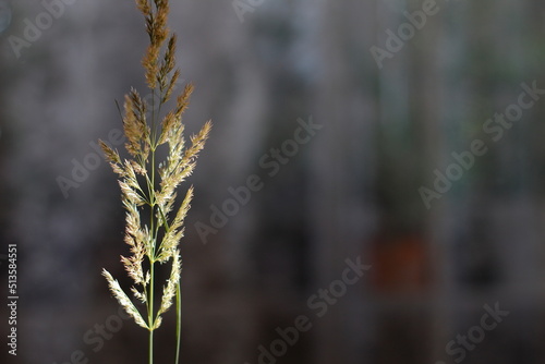 Green grass seeds Meadow fescue photo