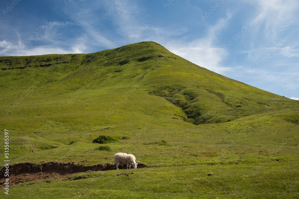 Fototapeta premium Sheep grazing under the Black Mountains in Wales