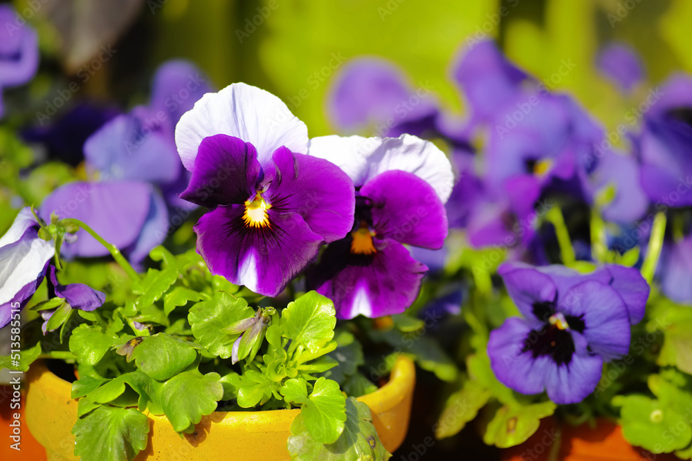 Naklejka premium Closeup of pansy flowers growing in ceramic and clay pots in home garden or greenhouse. Purple, white, blue and black hybrid viola tricolor plants blossoming and blooming. Horticulture and gardening