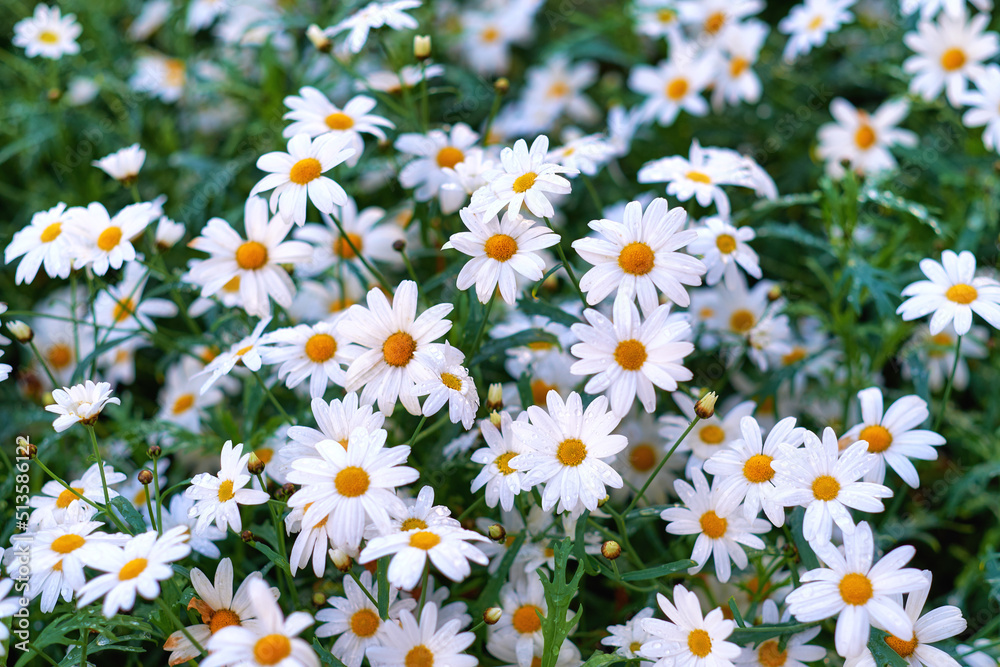 Top view of daisy flowers growing in green nature reserve in summer. Marguerite perennial flowering plants on a grassy lawn in spring from above. Beautiful white flowers blooming in a backyard garden Top view of daisy flowers growing in green nature reserve in summer. Marguerite perennial flowering plants on a grassy lawn in spring from above. Beautiful white flowers blooming in a backyard garden