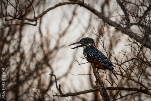 Giant Kingfisher ( Megaceryle maxima), large colored kingfisher from African rivers and lakes, St. Lucia, South Africa.	 photo