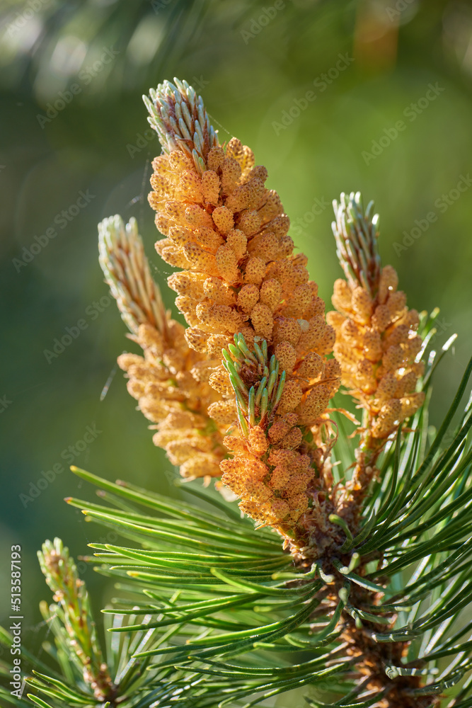 Closeup of yellow pinus masoniana growing on chinese red pine tree with bokeh background. Texture detail of evergreen coniferous fir tree cone and branch needles in nature reserve, forest, plantation Closeup of yellow pinus masoniana growing on chinese red pine tree with bokeh background. Texture detail of evergreen coniferous fir tree cone and branch needles in nature reserve, forest, plantation