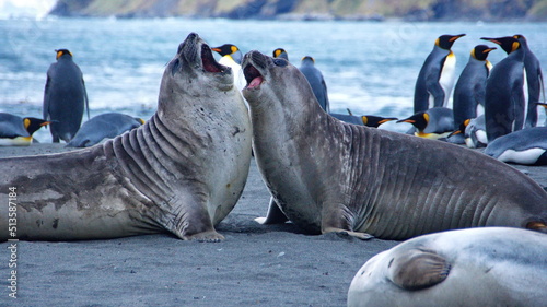 Obraz na plátně Southern elephant seals (Mirounga leonina) fighting at Gold Harbor, South Georgi
