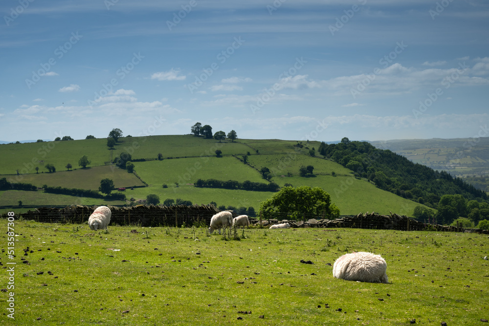Sheep graze and rest at a green field by a hill in Wales