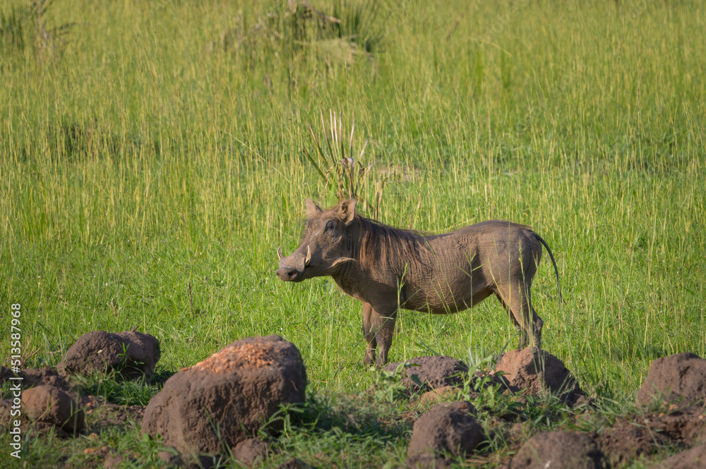 A common warthog in Murchison Falls National Park A common warthog in Murchison Falls National Park