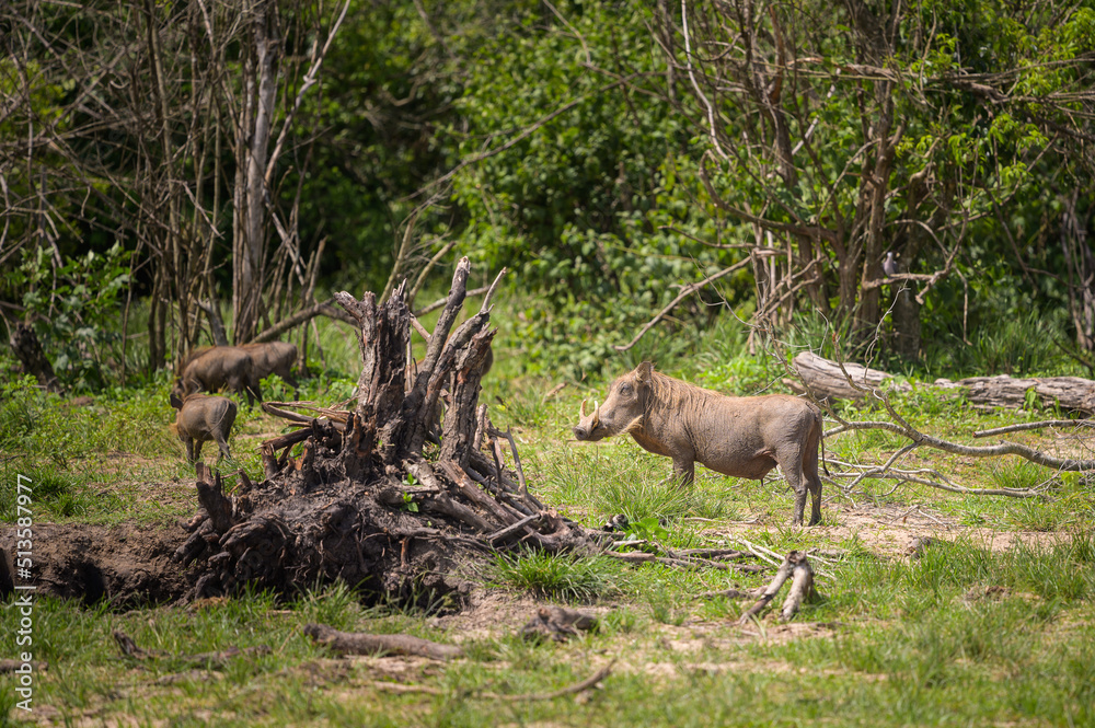 A common warthog in Murchison Falls National Park A common warthog in Murchison Falls National Park