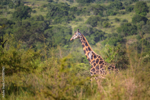 A giraffe in Murchison Falls National Park