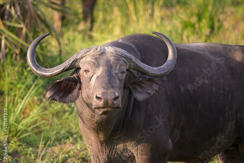 An African buffalo in Murchison Falls National Park