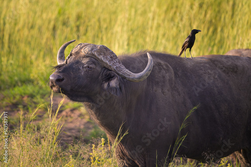 An African buffalo in Murchison Falls National Park photo