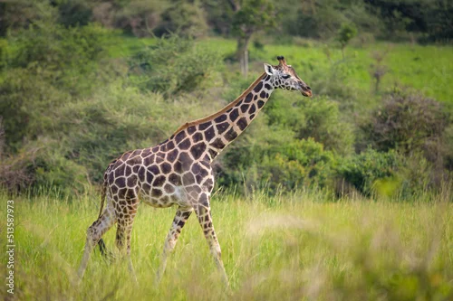 Obraz A giraffe in Murchison Falls National Park